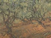 Vincent Van Gogh Olive Grove:Bright Blue Sky (nn04) USA oil painting artist